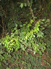 Dalbergia obovata