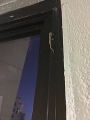 Hemidactylus frenatus