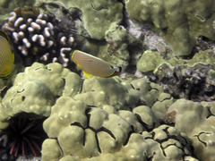 Porites lobata