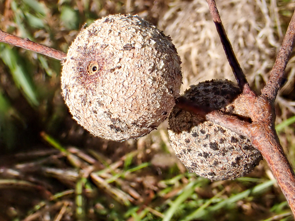 Cystococcus echiniformis