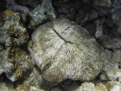 Lobactis scutaria