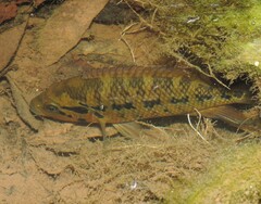 False Yellowjacket Cichlid photo 3
