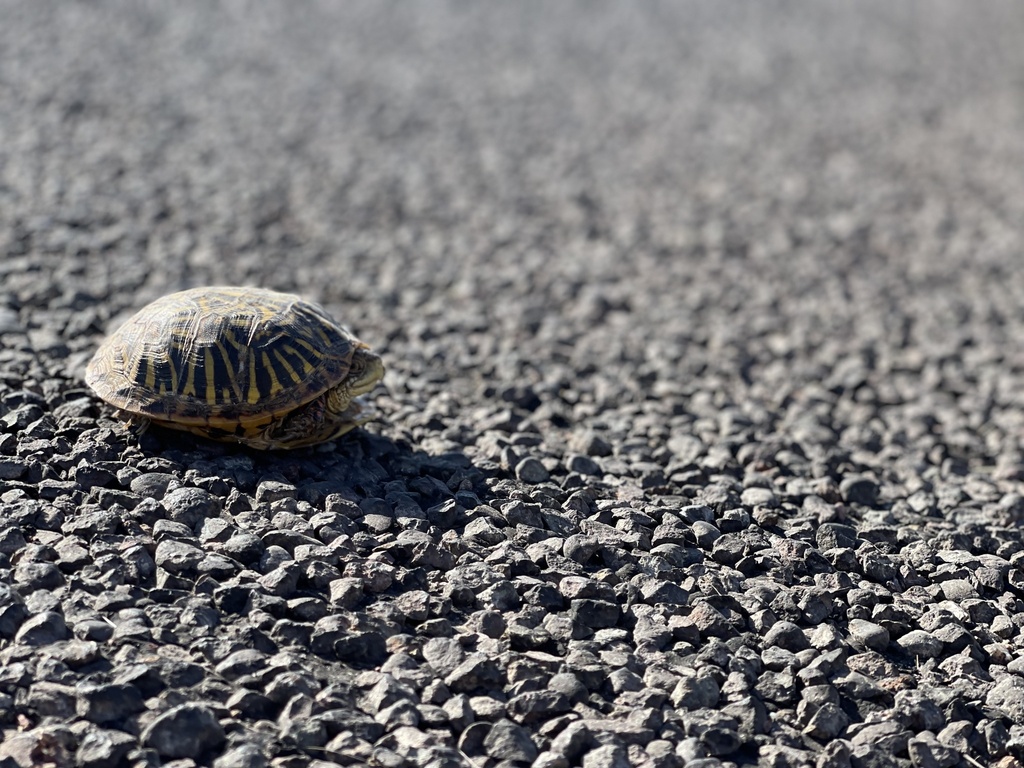 Ornate Box Turtle In May 2023 By Sheamullican INaturalist   Large 