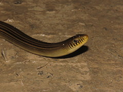 Ophiodes