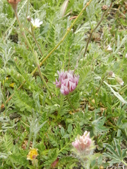 Trifolium parryi