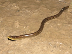 Ophiodes