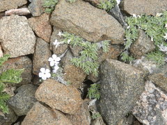 Phlox pulvinata
