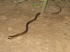 Ophiodes