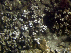 Montipora capitata