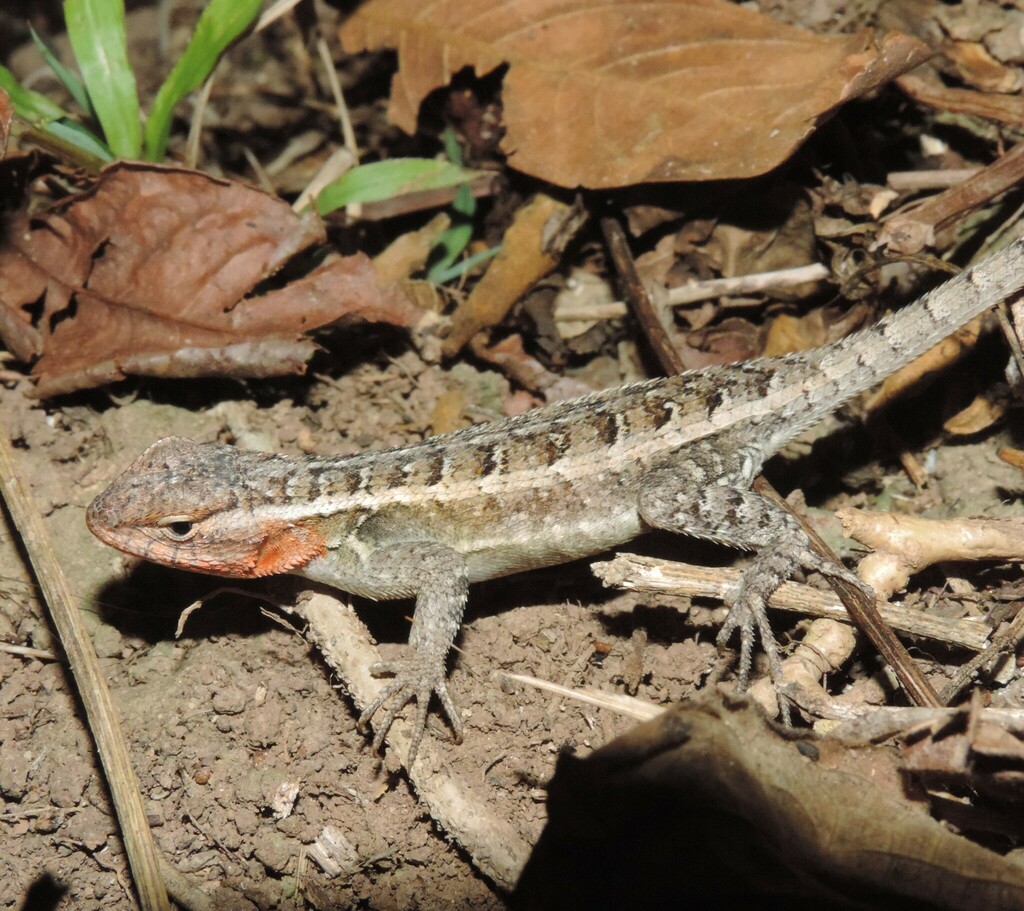 Rosebellied Lizard from Yoro, Honduras on May 25, 2023 at 1055 AM by