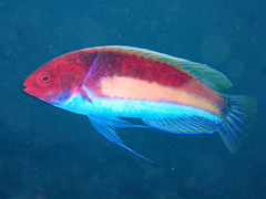 Yellowband Wrasse photo 4