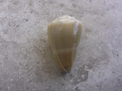 Conus lividus image