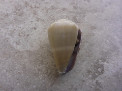 Conus lividus
