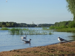 Chroicocephalus ridibundus