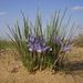 Iris tenuifolia - Photo (c) Юрий Данилевский (Yuriy Danilevsky), algunos derechos reservados (CC BY), subido por Юрий Данилевский (Yuriy Danilevsky)