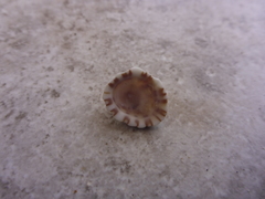 Siphonaria normalis