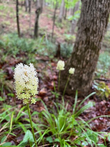amianthium muscitoxicum