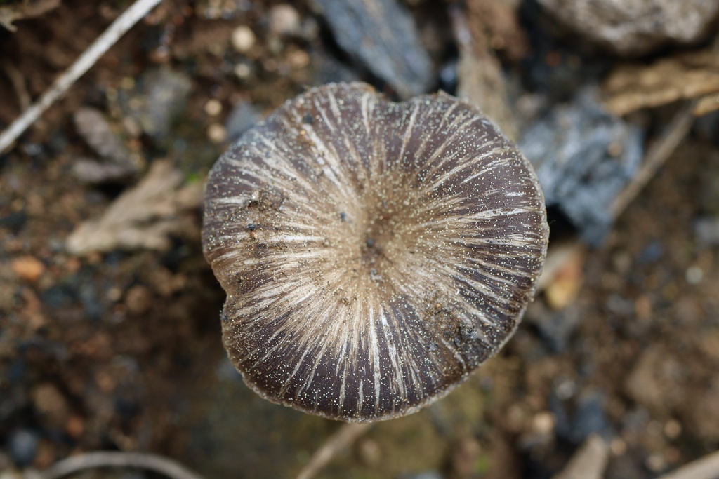 Myxomphalia maura from Pollock Pines, CA, US on May 28, 2023 at 0427 PM by Taye Bright. Growing