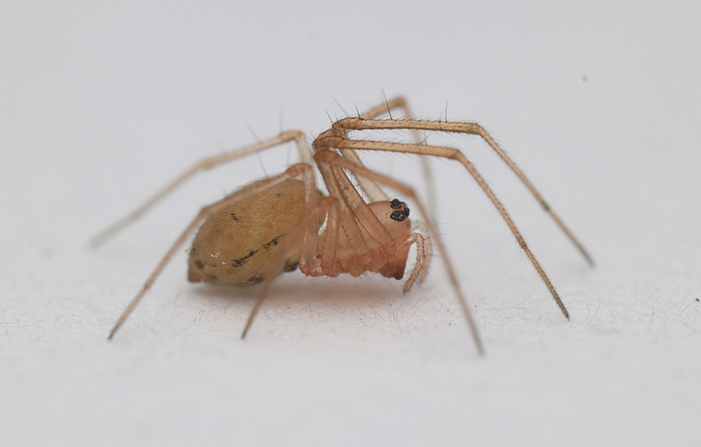 Diploplecta From Kaeo, New Zealand On May 26, 2022 At 12:27 Pm By Tom 