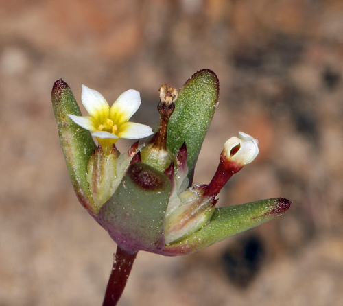 Smallflower gymnosteris (Gymnosteris parvula)