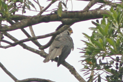 Grey Goshawk (Tachyspiza novaehollandiae), photo 9