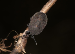 Cyclopelta obscura