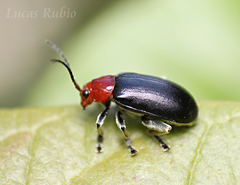 Cacoscelis nigripennis
