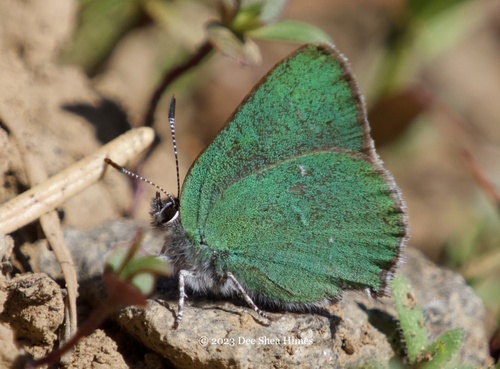 Sheridan's Hairstreak photo 6