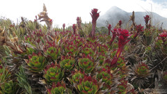 Guzmania confinis