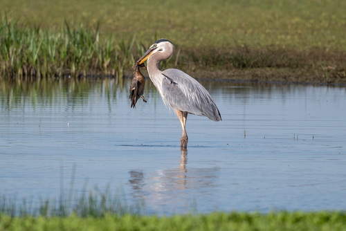 Garza azulada (Ardea herodias)