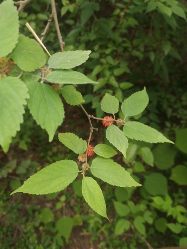 dwarf paper mulberry
