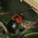 Xylocopa isabelleae - Photo (c) magdastlucia, some rights reserved (CC BY-NC), uploaded by magdastlucia