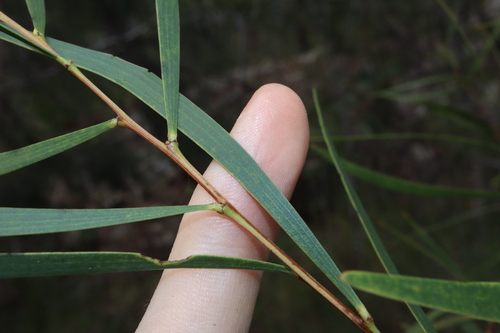 Image of Acacia simsii by (c) Thomas Mesaglio, some rights reserved (CC BY)