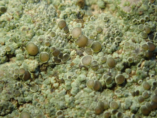 Caloplaca albovariegata image