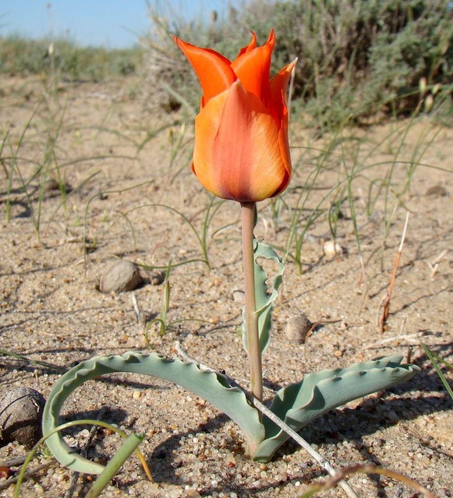 Tulipa borszczowii
