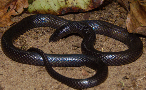 Amblyodipsas concolor