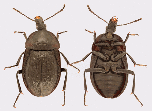 Šliužagraužis maitvabalis nuotrauka