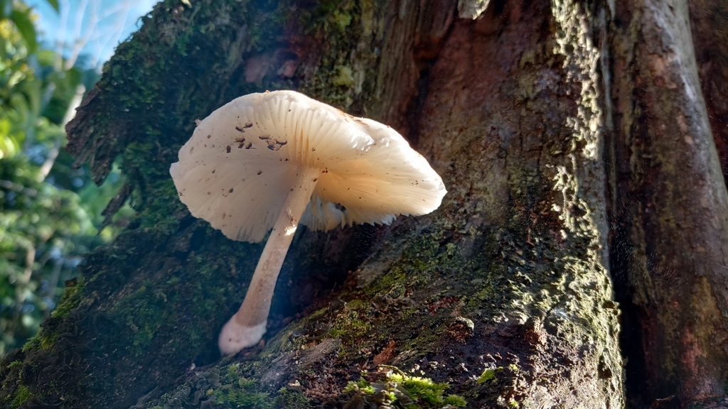 Oudemansiella canarii