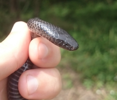 Amblyodipsas concolor