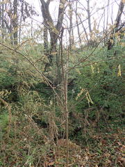 Robinia pseudoacacia