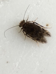 Lepidopsocidae