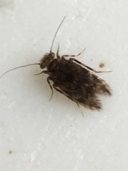 Lepidopsocidae
