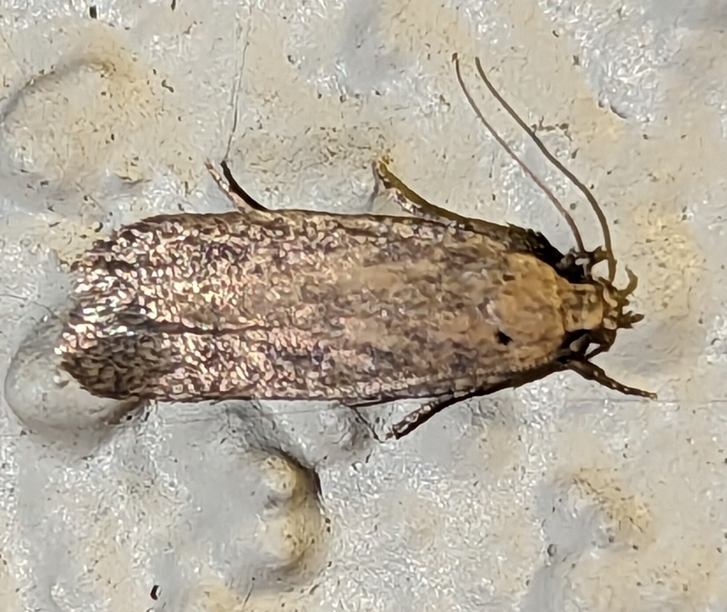Cotton stem moth