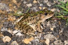 Lithobates sphenocephalus utricularius