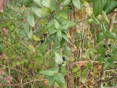 Lonicera japonica