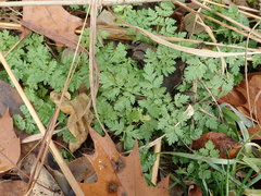 Conium maculatum