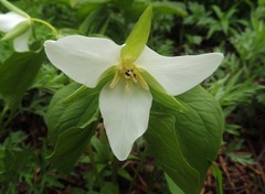 Trillium camschatcense