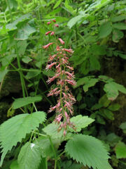Tolmiea menziesii