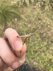 Melanoplus glaucipes