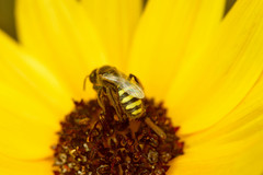 Cockerellia